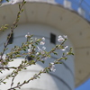 札幌管区気象台の桜