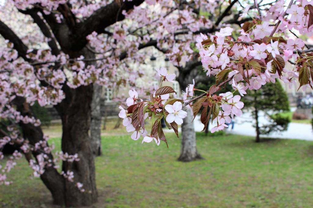 桜と札幌資料館(1)