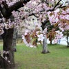 桜と札幌資料館(1)