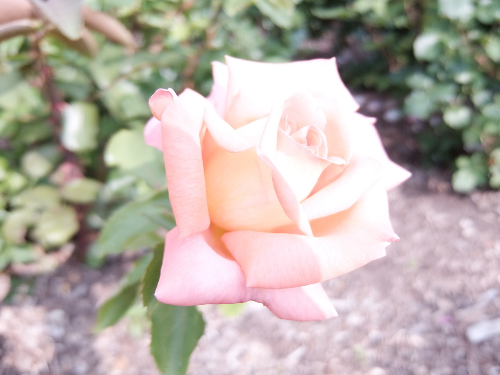 クリーム色の薔薇