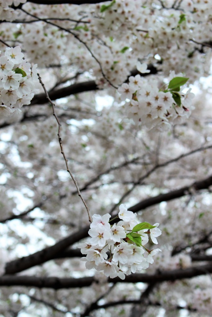 桜ぼんぼり