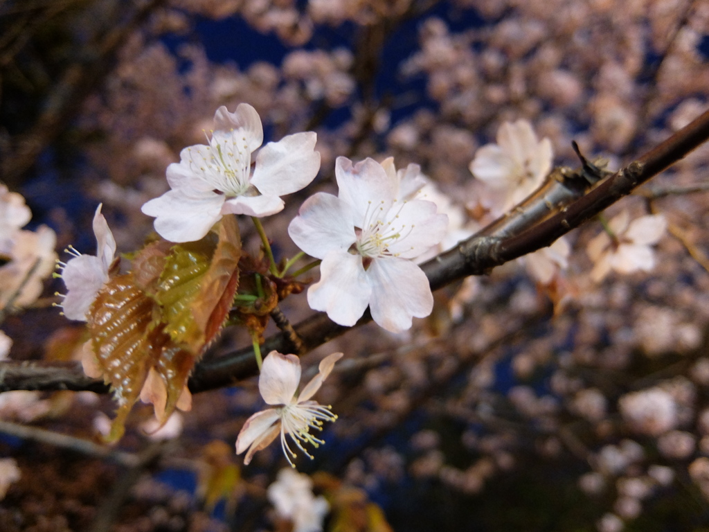 夜桜