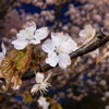夜桜
