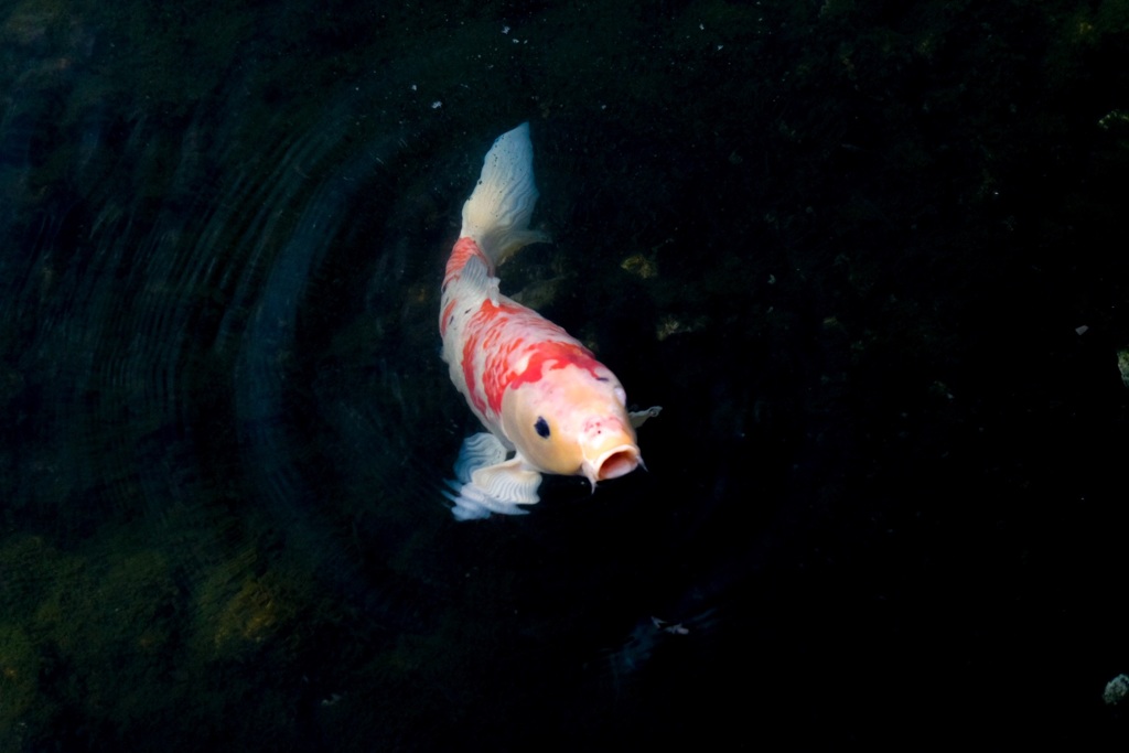 A Carp in a Pond. 