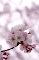 春に憂う