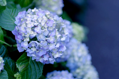 花色の花