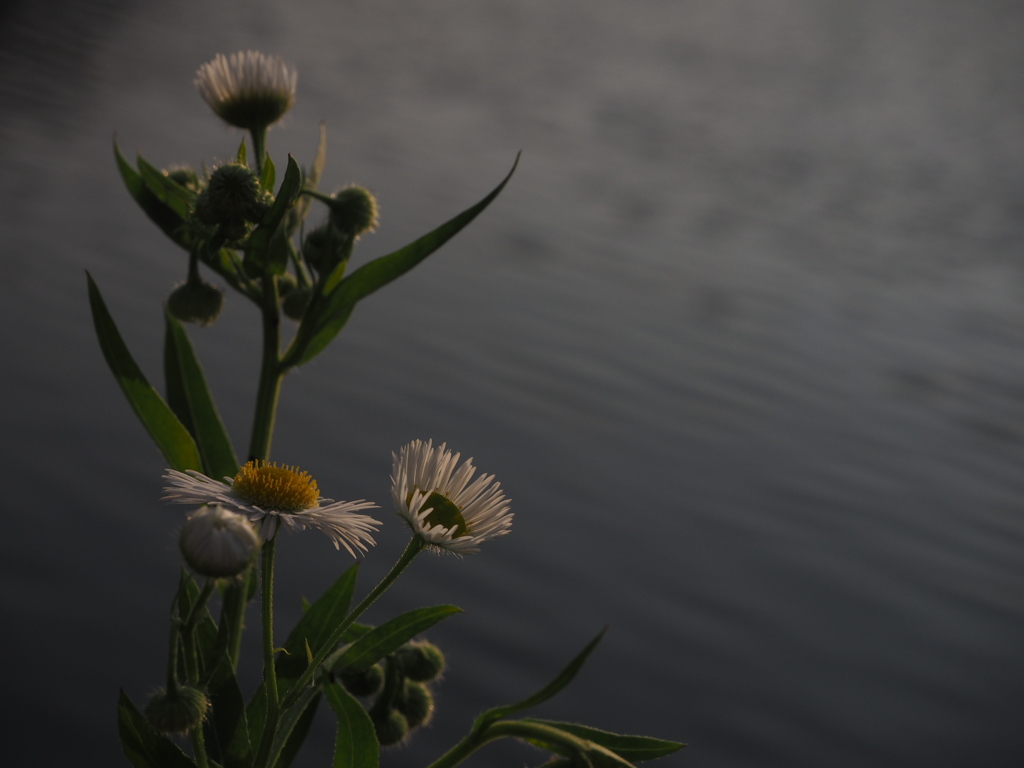 川岸の花