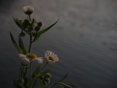 川岸の花