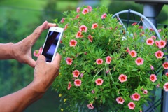 花の籠