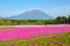 富士芝桜祭