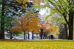 Ginkgo of the late fall