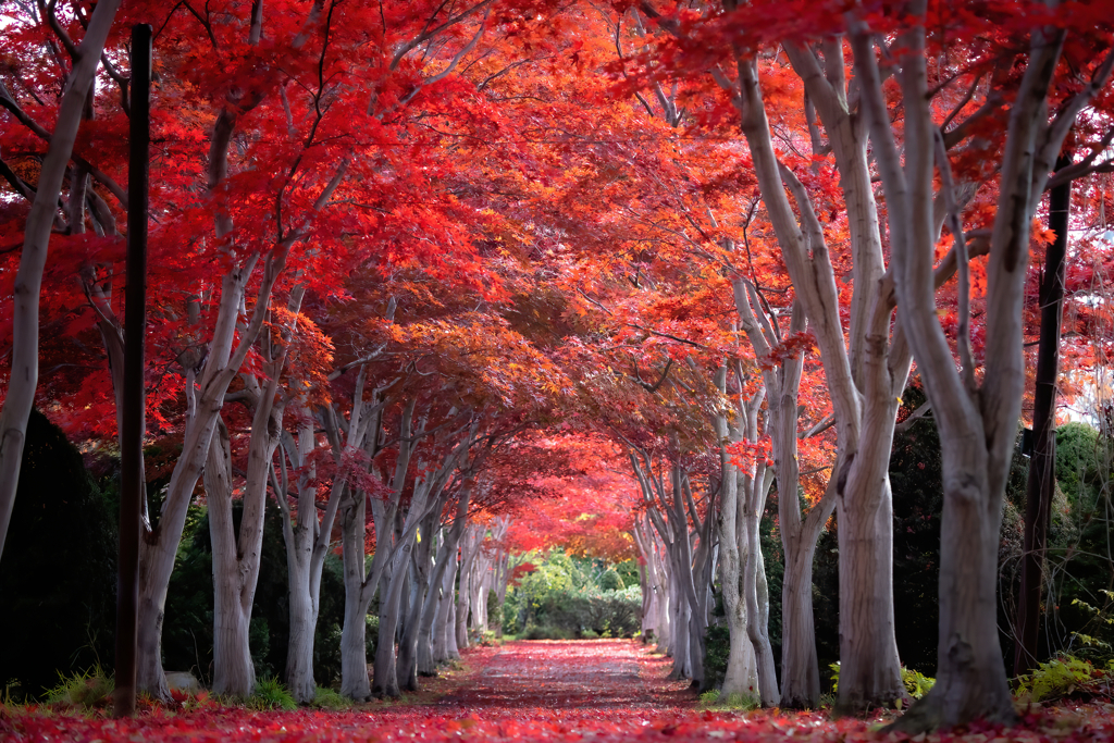 紅葉（もみじ）