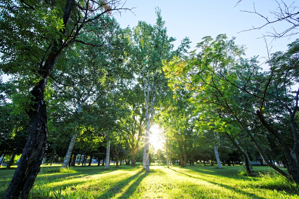 Brightness of the morning sun