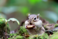 お食事中のシマリー君