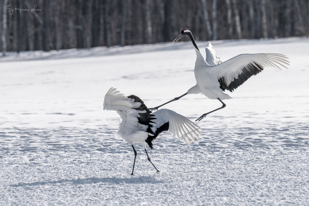 The battle！