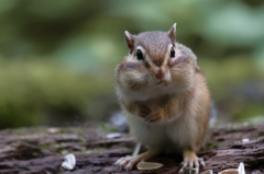 シマリス3