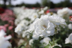 薔薇園にて