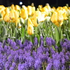 チューリップ　夜の公園　キャンドルナイト4