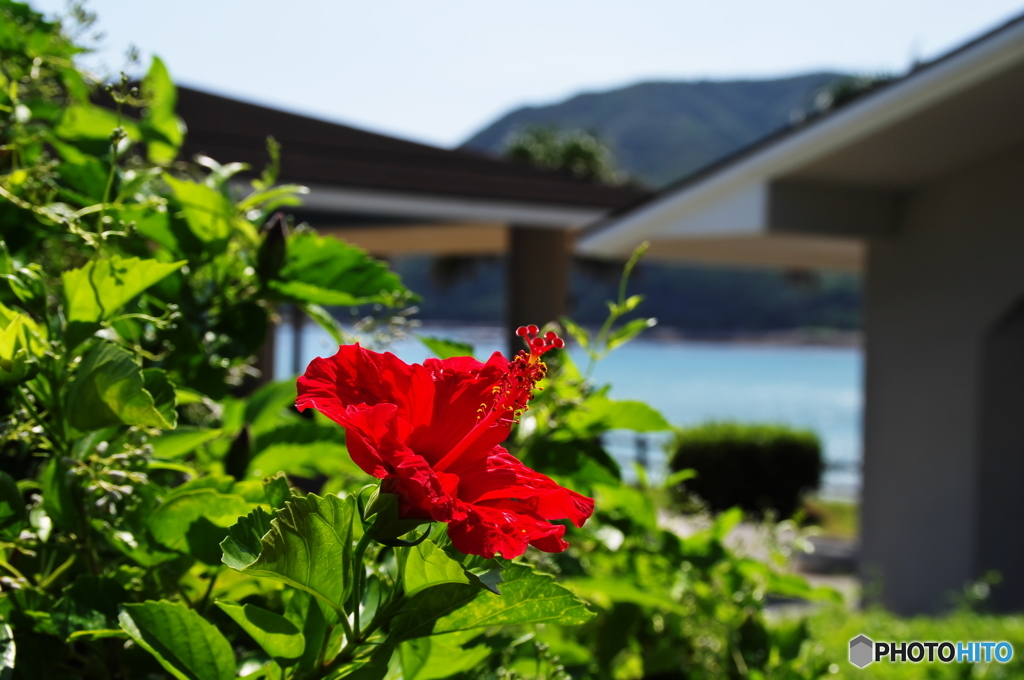 深紅