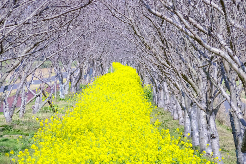 菜の花の道