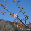 早咲きの桜