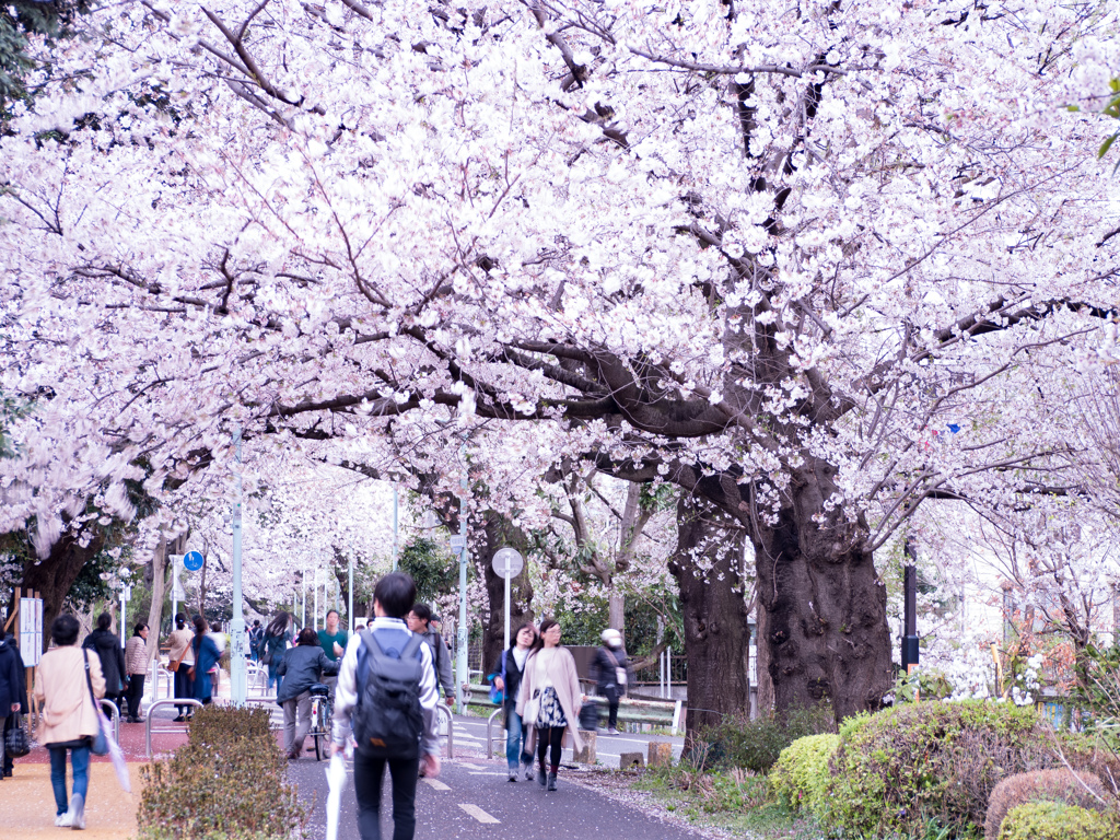 桜並木