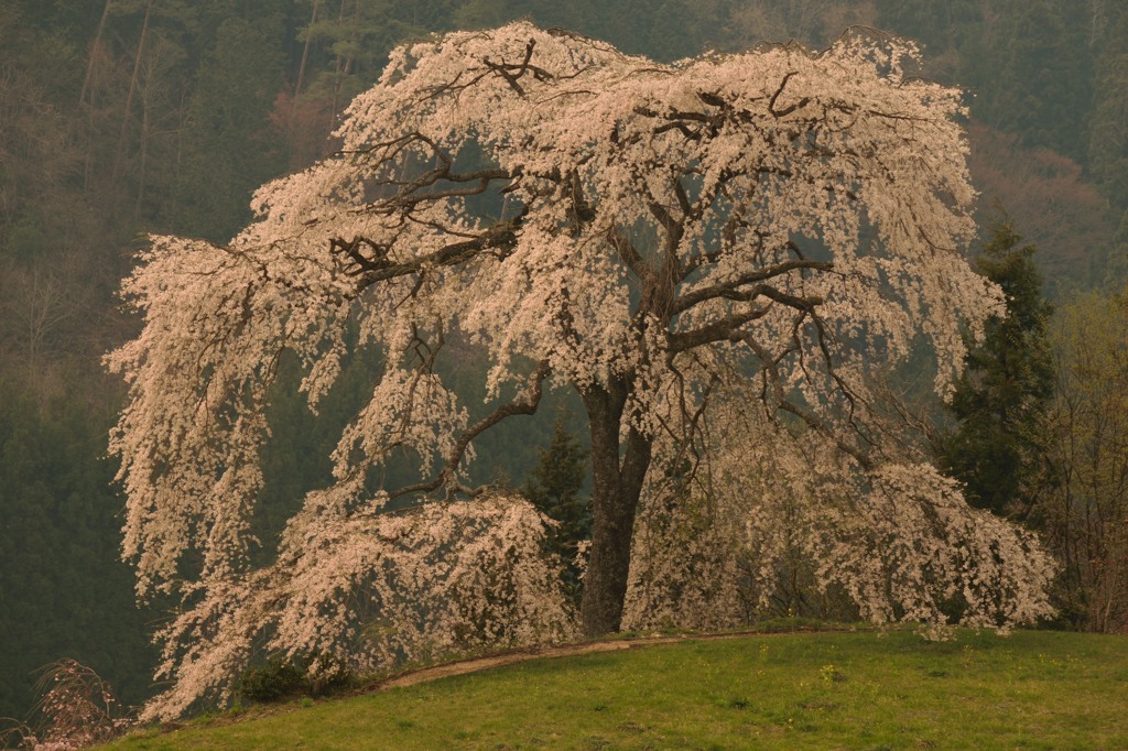 与一野（広島県山県郡安芸太田町）のしだれ桜①