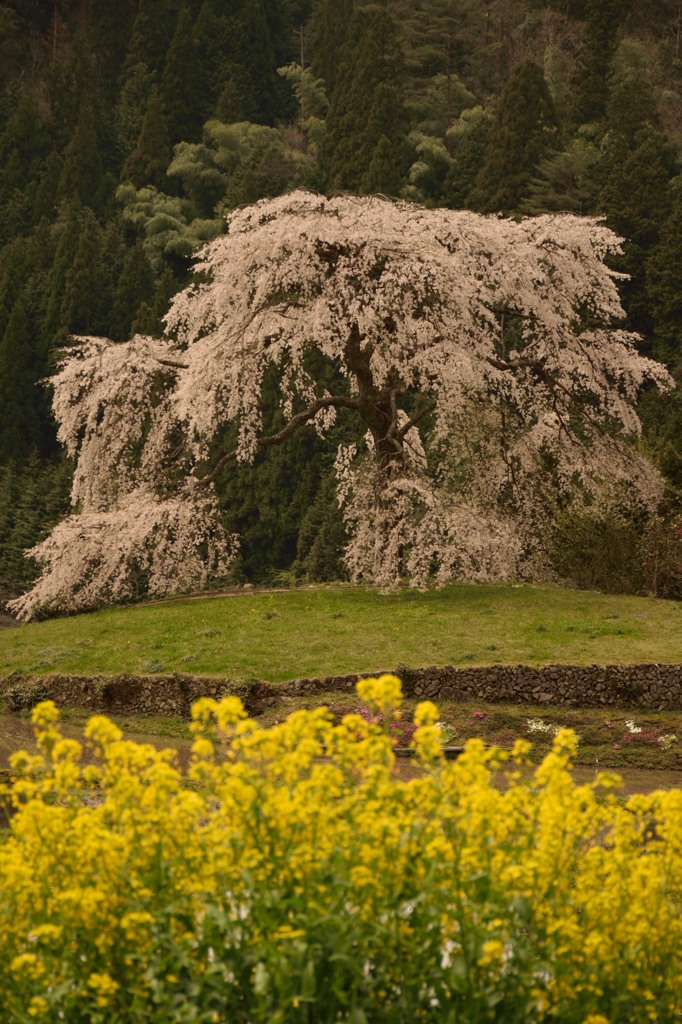 与一野（広島県山県郡安芸太田町）のしだれ桜③