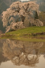 与一野（広島県山県郡安芸太田町）のしだれ桜②