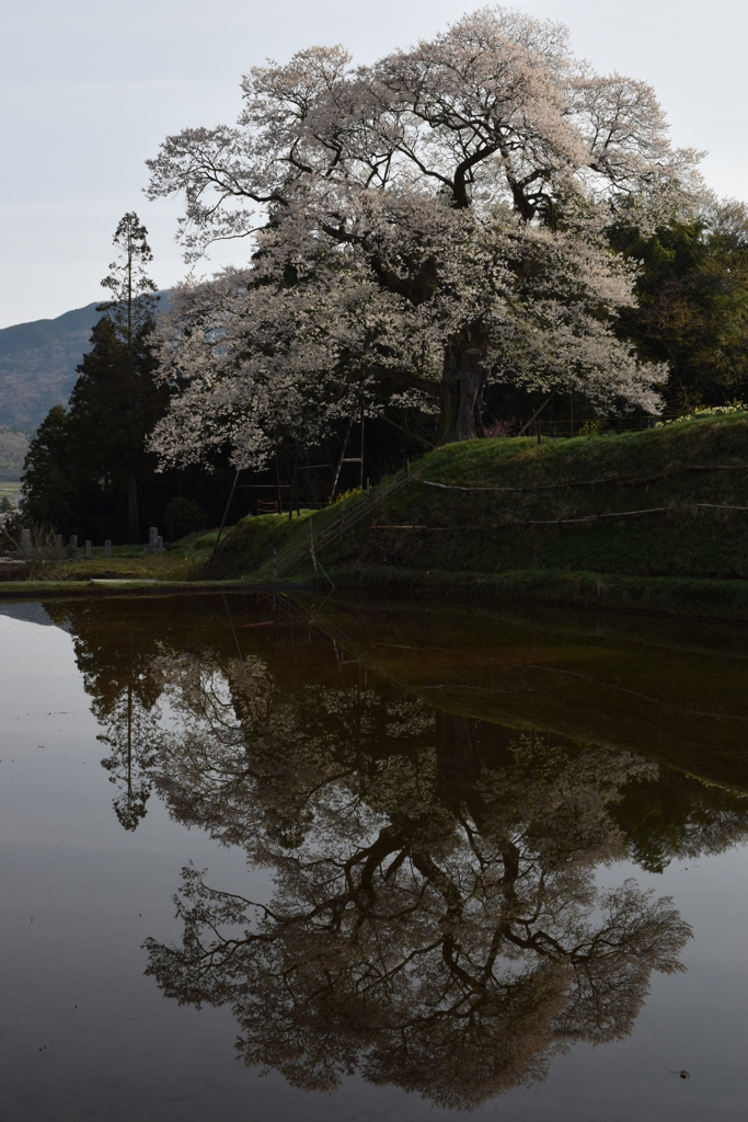 小奴可（広島県庄原市）の要害桜②