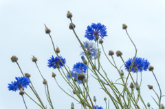花の横顔