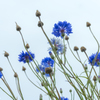 花の横顔