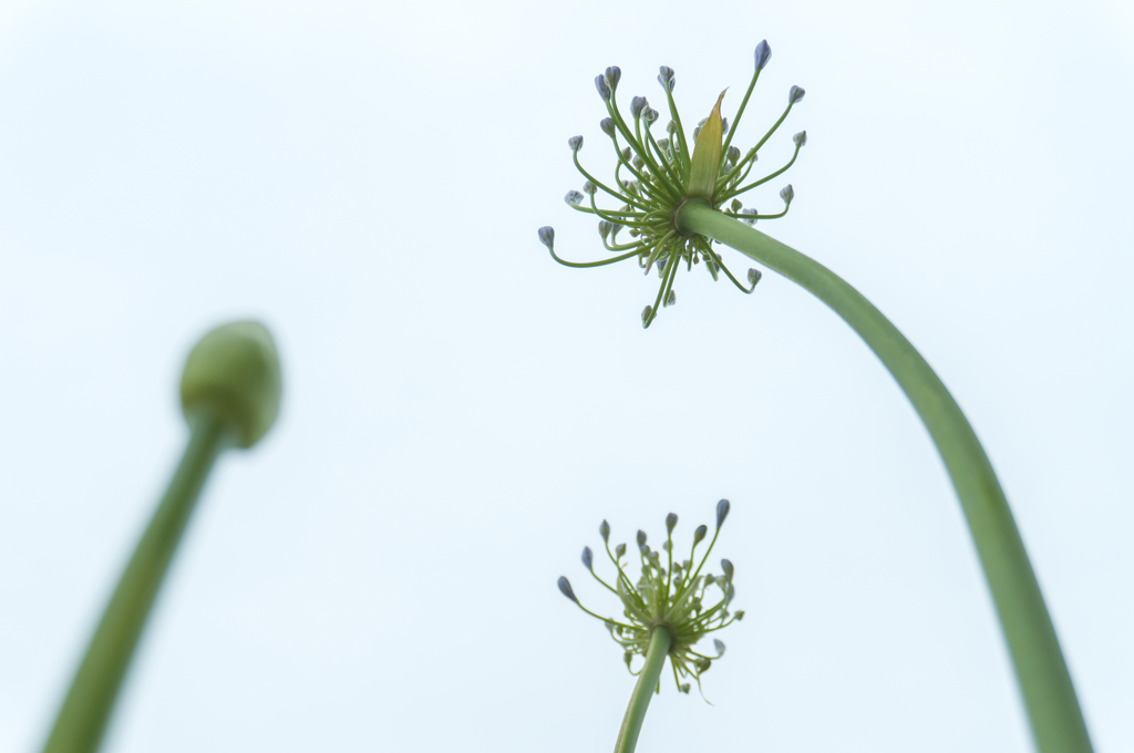 花の横顔