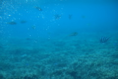 宮古島の海中