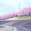 葵桜