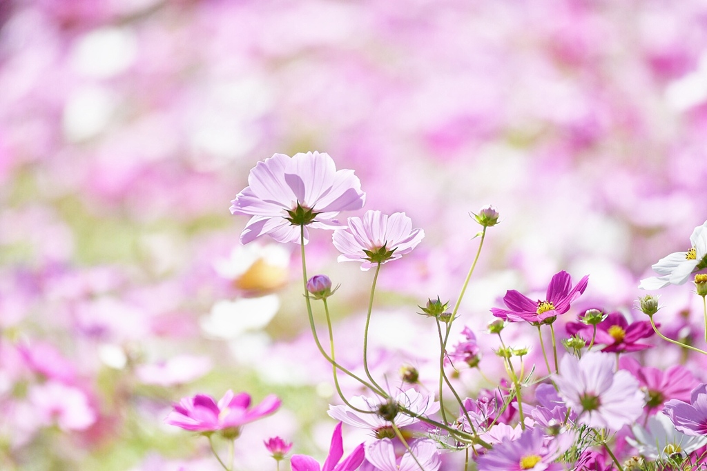 秋桜