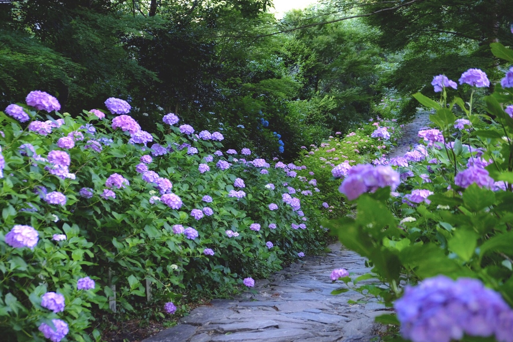 紫陽花の小径