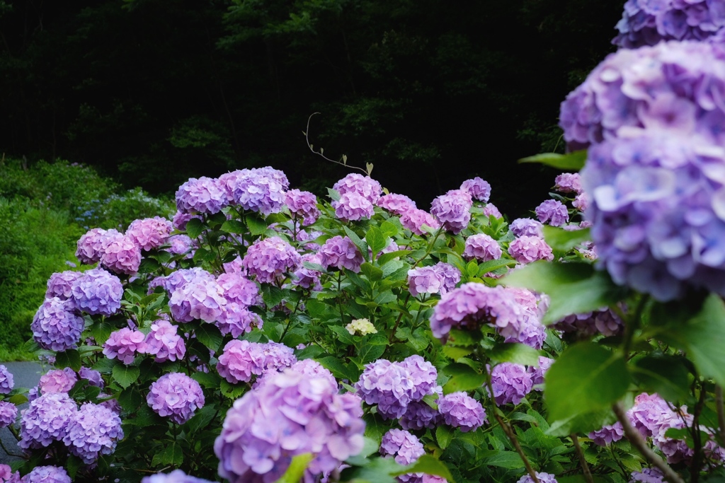 紫陽花