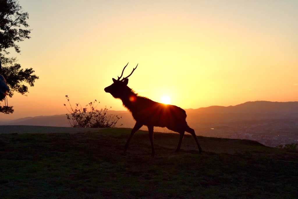 奈良 若草山 鹿 By Murmur Id 写真共有サイト Photohito