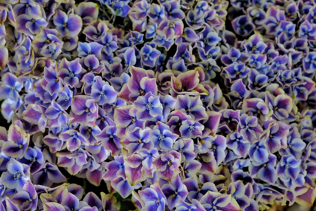 紫陽花