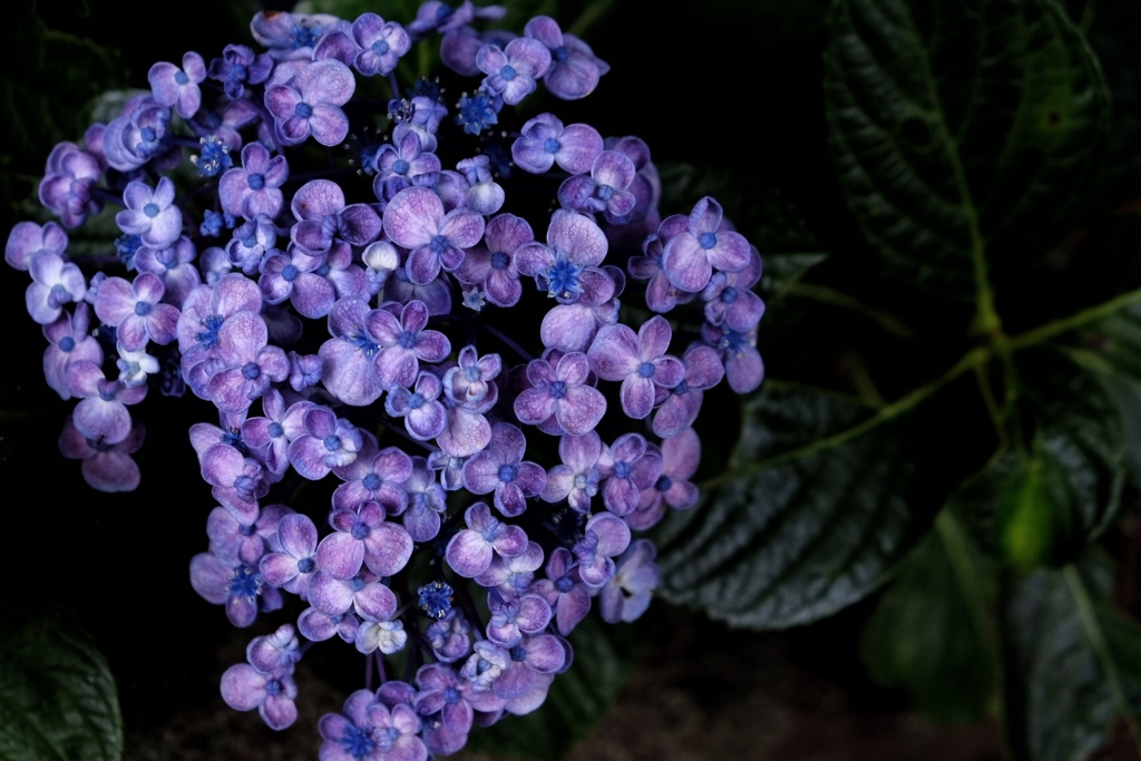 紫陽花
