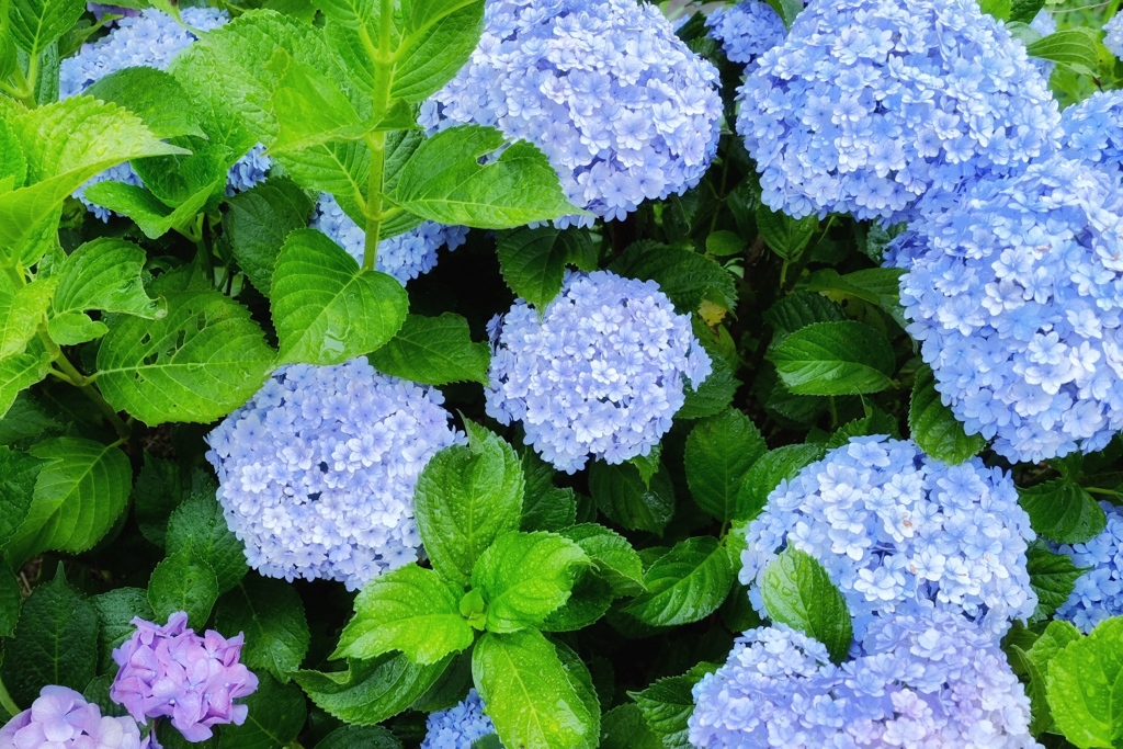 紫陽花