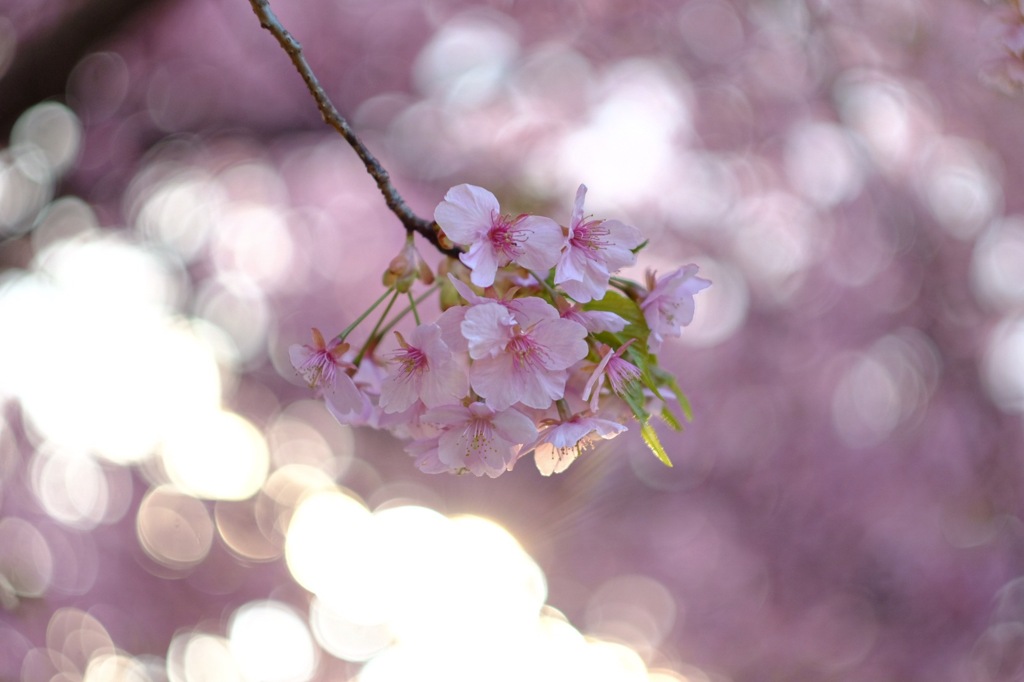 葵桜