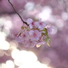 葵桜