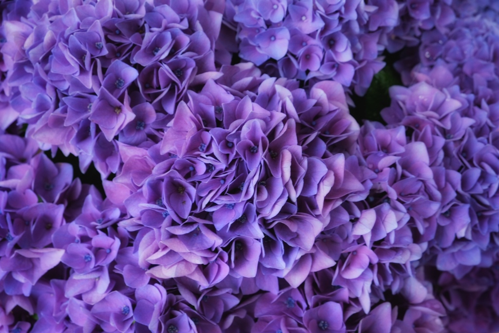 紫陽花