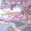 葵桜