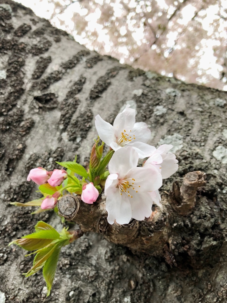 桜