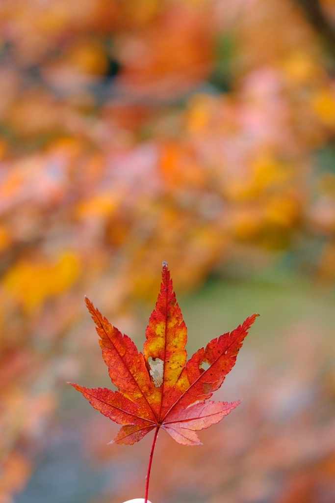 紅葉