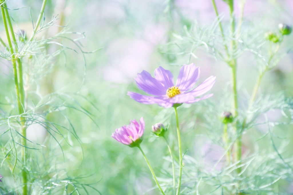 秋桜