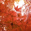 うもれそうな紅葉
